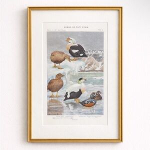 🖤5/$25 Antique Ornithological Bird Print Original arctic